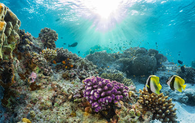 Close-up of fishes swimming in sea