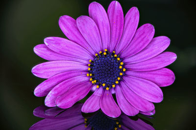 Close-up of pink flower