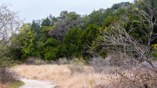 Scenic view of forest against sky