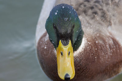 Close-up of a bird