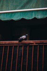 Pigeon perching on railing