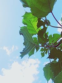 Low angle view of tree against sky