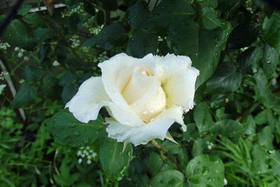 Close-up of wet white rose