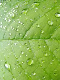 Full frame shot of wet leaves