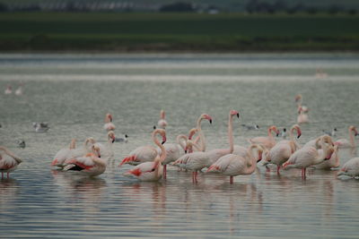 Flamingo birds in salt lake