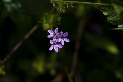 Close-up of purple flowering plant