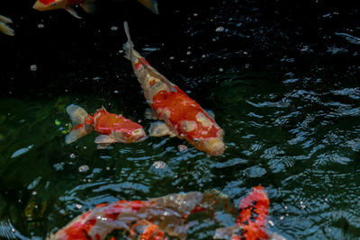 Close-up of koi carps swimming in pond