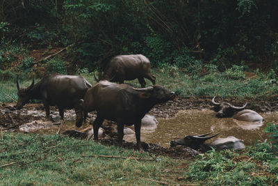 Water buffalo graze near a water hole in myanmar countryside. 