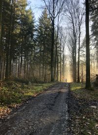 Road amidst trees in forest