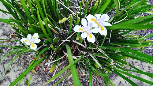 Close-up of white flowers blooming outdoors