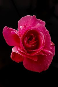 Close-up of pink rose