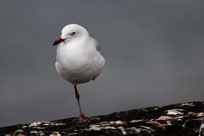 Seagull perching on rock