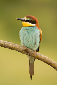 Close-up of bird perching on branch