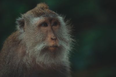 Close-up of monkey looking away while sitting outdoors