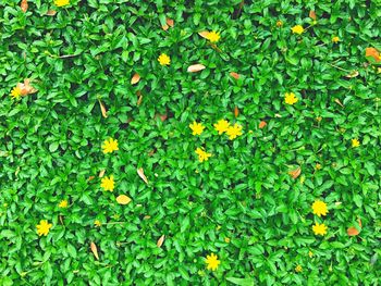 High angle view of flowering plants on field