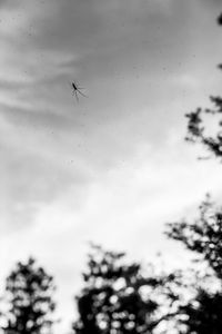 Low angle view of insect on glass