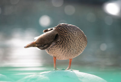 A little duck cleans itself at the lake