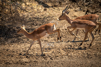 Male and female common impala run past