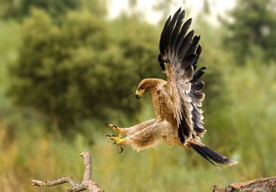 Close-up of golden eagle flying over field