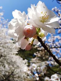 Low angle view of white flowers blooming in park