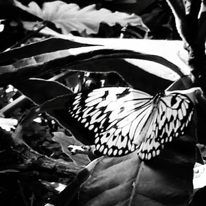 Close-up of butterfly on leaf