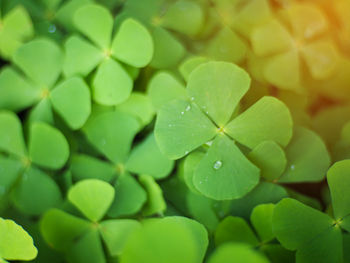 Full frame shot of water drops on leaves