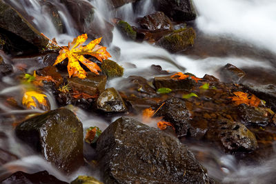 Close-up of water flowing through rocks