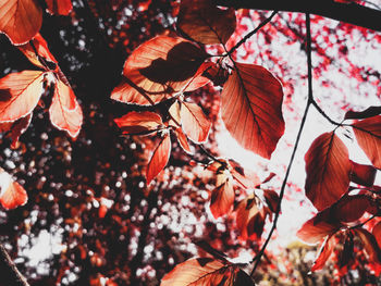 Low angle view of autumnal leaves against trees