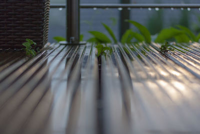 Close-up of potted plant