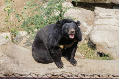 Close-up of bear on rock