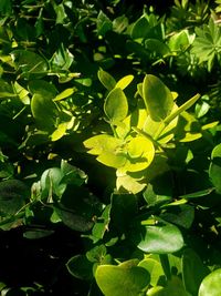 High angle view of yellow flowering plant leaves on field