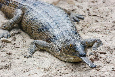 Close-up of lizard on sand