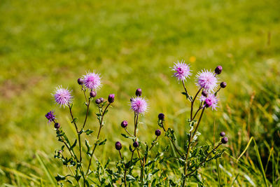 Close-up of purple flowering plant on field