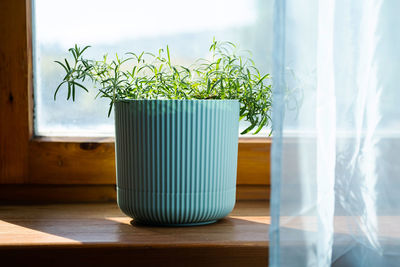 Homegrown rosemary potted herbs grows on window sill.