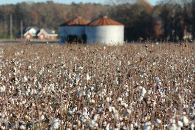 Cotton plants growing on field