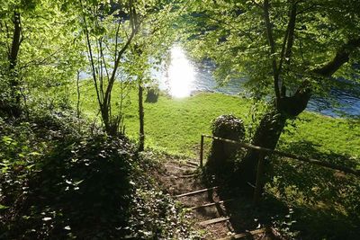 Scenic view of grassy field