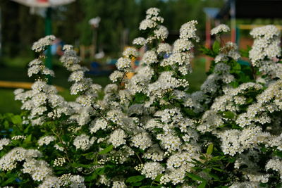 Close-up of white flowering plant