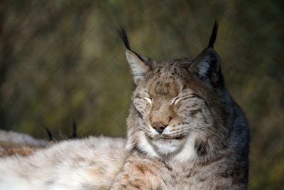 Close-up of lynx with eyes closed relaxing outdoors