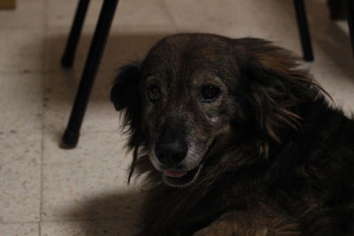 Portrait of dog relaxing on floor at home