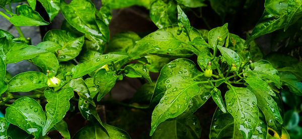 Close-up of wet leaves on plant during rainy season