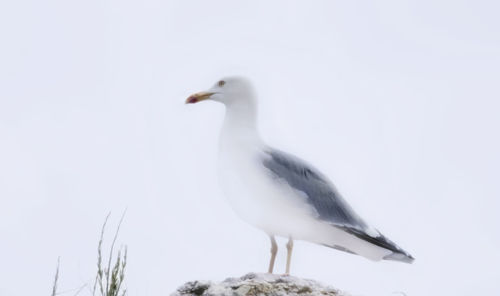 Close-up of seagull perching against clear sky