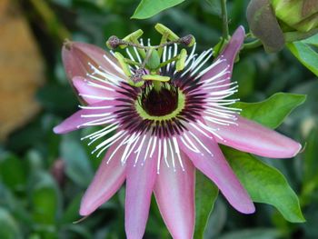 Close-up of passion flower blooming outdoors