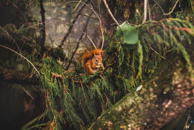 Portrait of squirrel in a forest