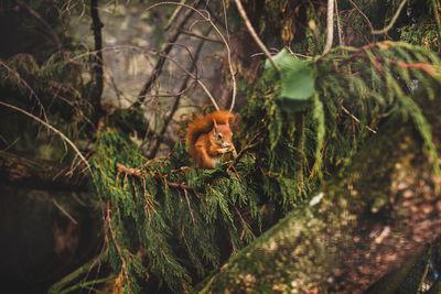 Portrait of squirrel in a forest