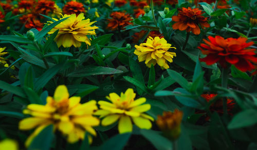 Close-up of yellow flowering plants