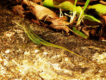 Close-up of caterpillar on a field