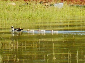 Birds in calm lake