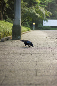 Close-up of a bird on footpath
