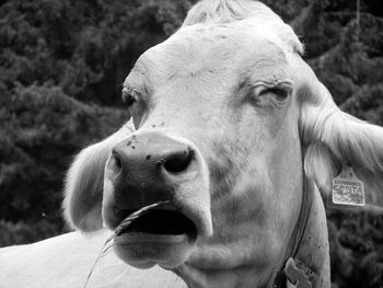 Close-up of cow on field