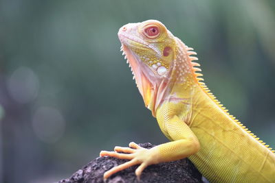 Close-up of a lizard